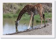 14SerengetiDayGameDrive - 067 * Masai Giraffe and Red-billed Oxpeckers.